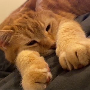 Meet your Posher, Sadie